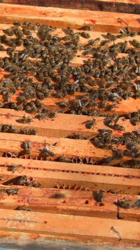 Swarm of bees on honeycomb during sunny afternoon in a backyard hive