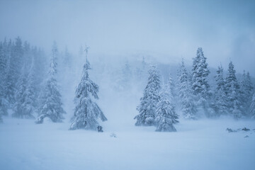 Severe frost and heavy blizzard created a fabulous icy landscape in a coniferous forest. Adverse weather conditions. Tourist route among untouched wildlife. Photo wallpaper. Beauty of earth.