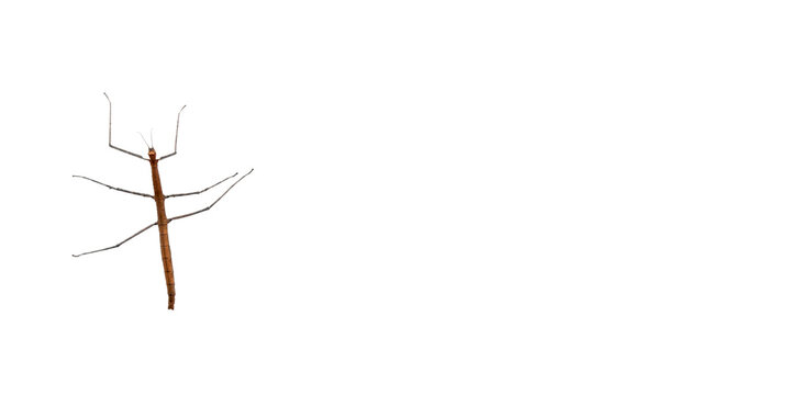 Macro studio shot of a stick insect or walking stick (phasmatodea). brown insect with long and thin legs on isolated background. - 144