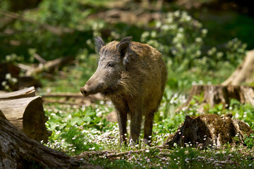 Wildschwein (Sus scrofa) steht im Frühling auf einer sonnigen Lichtung mit Gänseblümchen - Baden-Württemberg, Deutschland