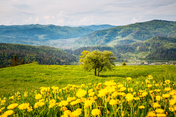 Vivid yellow flowers bloom under a clear sky in a serene mountain landscape during the warm spring day. Atmospheric and harmony place.