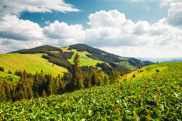 Lush green hills under a bright sky filled with fluffy clouds create a cozy atmosphere in a serene countryside. Carpathian mountains, Ukraine.