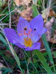 A purple flower with beautiful petals and an orange pistil among the grass. Crocus speciosus or Crocus banaticus.