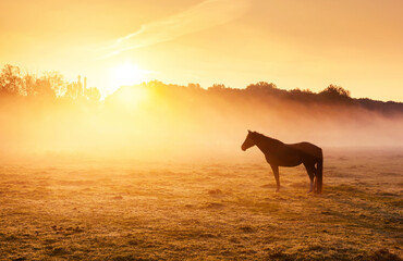 Naklejka premium Lone arabian horse grazes in a foggy meadow during sunrise. The sun's rays flood the lawn with warm light, creating a breathtaking and cozy atmosphere in harmony place. Discovery the beauty of earth.