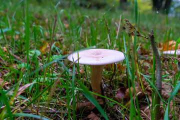 A mushroom on a tall stalk with a white cap resembling a saucer in a field among green grass. Trooping Funnel. Infundibulicybe geotropa