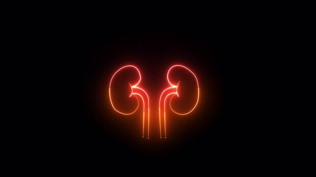 Simple orange and yellow kidney icon in a line style for humans. Elements of Medicine in neon style icons. symbol for the urinary system component.  Vector illustration.