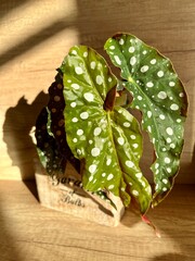 Begonia Maculata Wightii plant