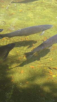 view of several grass carp (white amur ) swimming in shallow water 