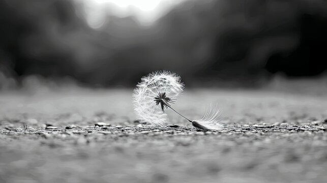 A close-up black and white image of a dandelion seed head resting on a textured ground surface, with a blurred background suggesting an outdoor environment. - Powered by Adobe