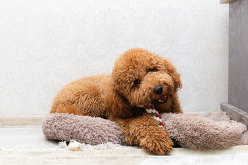 brown poodle reclining near doorway cushion alert posture gentle watchful gaze cozy interior corner