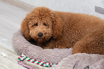 content apricotcolored poodle peacefully reclining on cushion with favorite rope toy close by