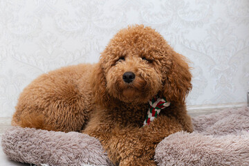 fluffy apricot poodle interacts with rope, playful curlyhaired poodle tilts head during indoor activity