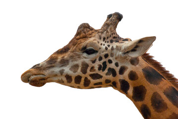 Giraffe head profile showing unique pattern transparent background