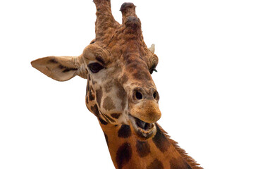 Giraffe headshot portrait close-up with transparent background