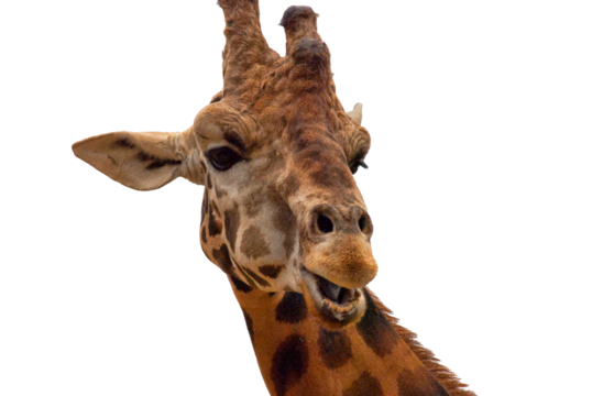 Giraffe headshot portrait close-up with transparent background