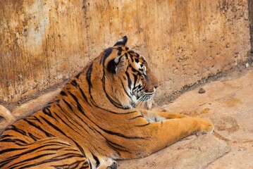 Sumatran tiger resting in zoo enclosure during day