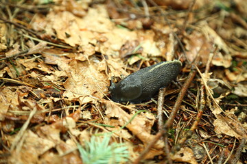 Close up of forest slug Arion ater crawling on wet leaf litter