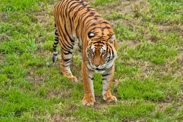 Tiger walking on green grass looking forward