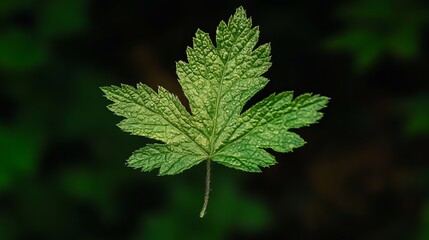 Close-Up of a Single Green Maple Leaf with Dew Drops