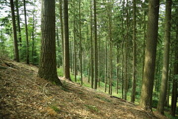 Deep peaceful forest slope with tall spruce trees and lush greenery