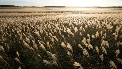 Golden Reed Field Swaying in Sunlight at Dusk Landscape