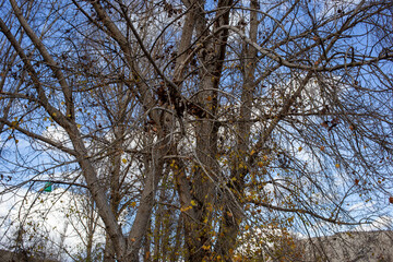 Bare winter tree branches against cloudy blue sky