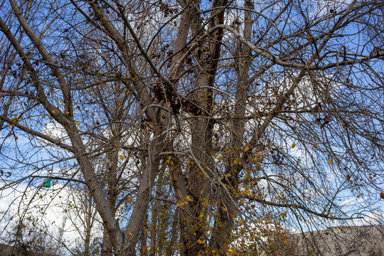Bare winter tree branches against cloudy blue sky