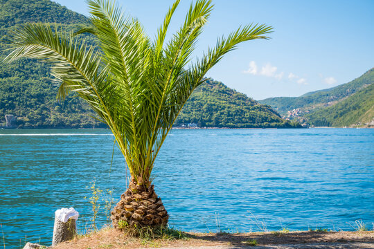 A tall palm tree stands by a calm blue lake surrounded by green hills under a clear sky. The scene conveys a sense of tranquility and natural beauty.