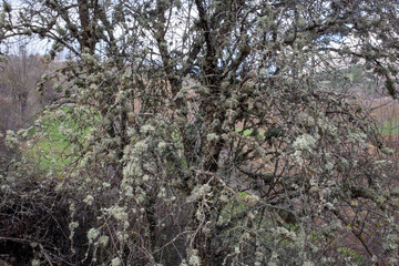 Dry clustered vegetation hanging from tree branches
