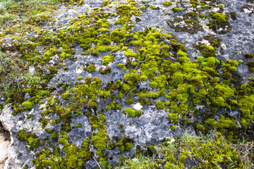 Vibrant green moss growing over rocky surface