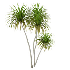 palm tree isolated on white