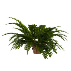 palm tree isolated on white