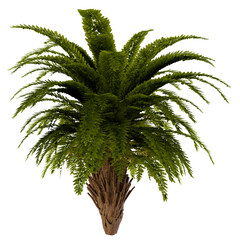 palm tree isolated