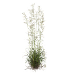 rosemary isolated on white