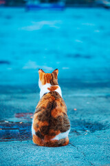 Fototapeta premium Cute stray calico cat on the shore of the Bosphorus near the Karakoy pier.