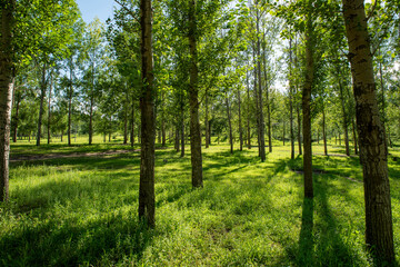Fototapeta premium Plump pastures, lush woods, bright sunlight