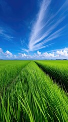 Obraz premium A vibrant green field with a path leading to the horizon under a bright blue sky with wispy clouds. The image evokes a sense of peace and tranquility.