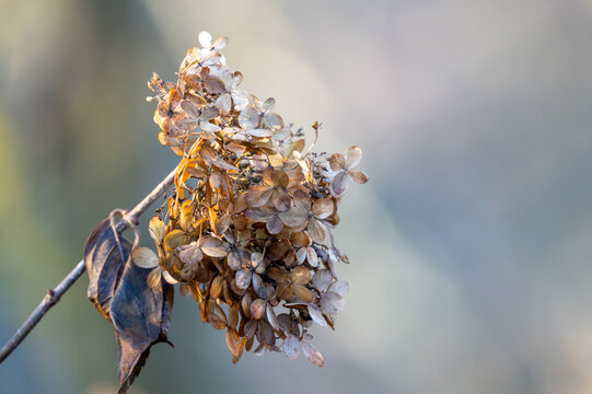Dried, wilted hydrangea in winter tones of brown and yellow. Blurred bokeh background.