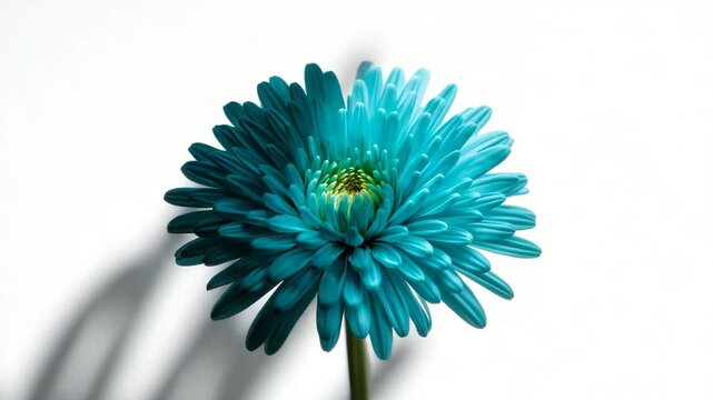 Close-up of vibrant turquoise flower in natural soft light showing intricate petal structure and details throughout the video transitioning with consistent bright white background and subtle shadows