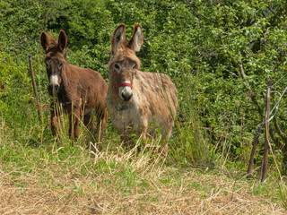 Fototapeta premium Donkeys looking at camera standing in grass field