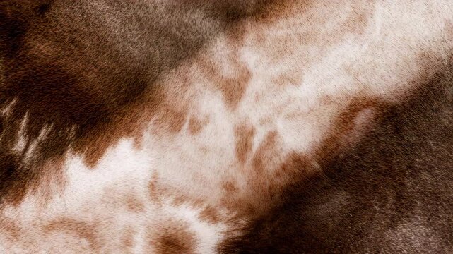 Close-up of textured brown fur with intricate patterns showcasing subtle color variations and soft lighting that emphasizes the smooth surface and organic texture throughout the video sequence.