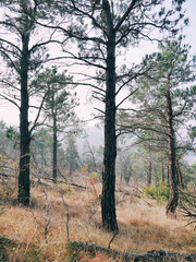Morning view of a forest in Autumn