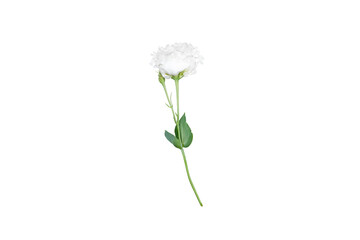 White eustoma flower isolated on transparent background