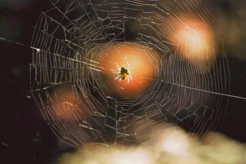 Spider spinning web in nature with bokeh background