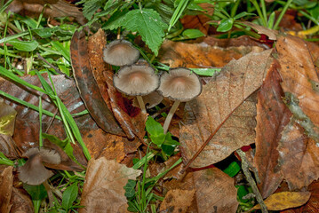 Small wild mushrooms growing on forest floor in autumn