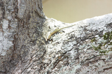 Lizard on a tree branch basking in sunlight