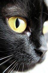 Close-up of an Adorable Havana Brown Cat with Stunning Golden Eyes Captivating Its Natural Beauty