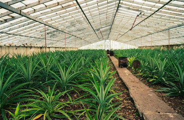 Pineapple Plantation in Greenhouse