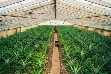 Pineapple Seedlings in a Greenhouse