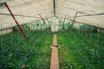 Pineapple Greenhouse Harvest